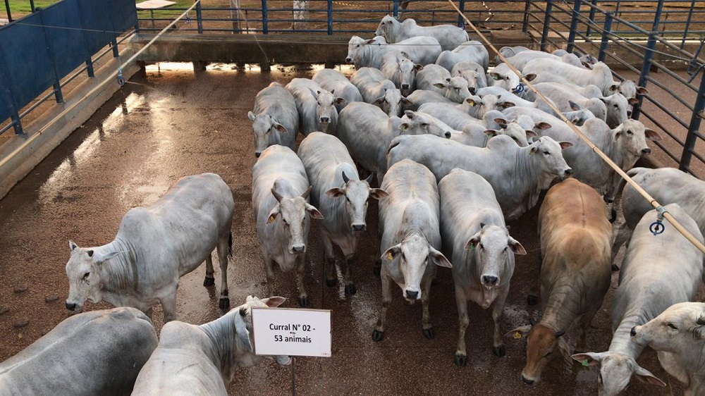 Nova Etapa Do Circuito Nelore De Qualidade Avalia 1 000 Animais Em