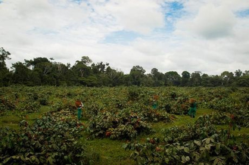 ARTIGO: Brasil rural precisa de educação e ciência