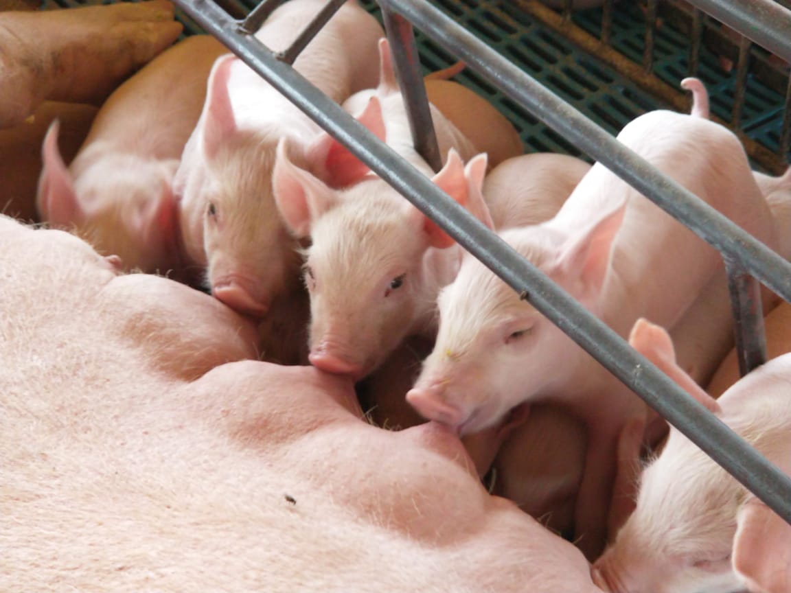 Rígido manejo sanitário é fundamental para evitar infecções intestinais nos leitões
