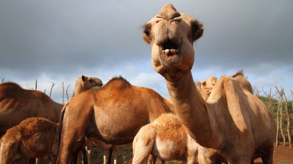 Camelos podem ser a origem da próxima pandemia