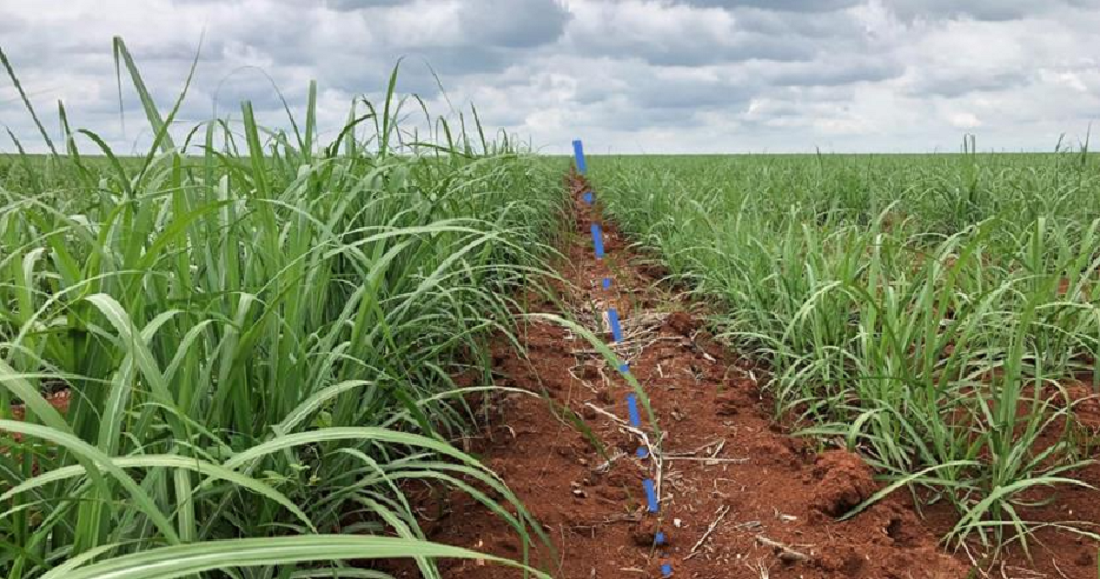 ARTIGO: Bioestimulantes com tecnologia ítalo-japonesa fomentam produtividade e qualidade da matéria-prima da cana-de-açúcar