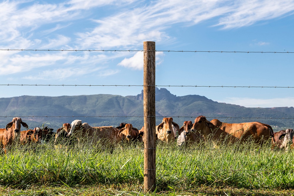 Belgo Arames apresenta soluções eficazes para cercamento no Show Rural Coopavel 2025