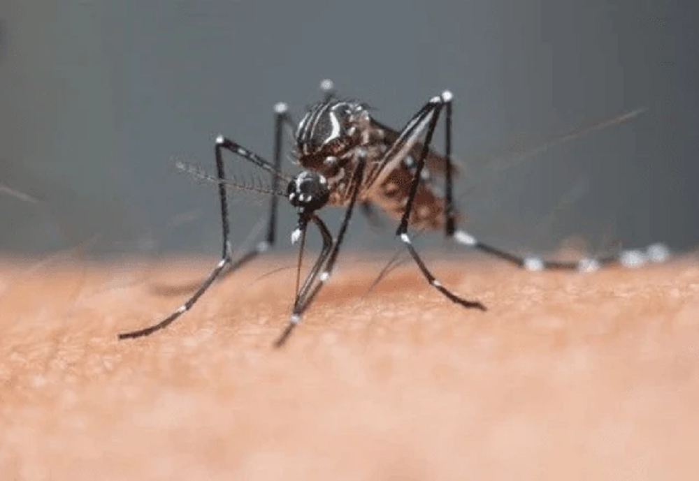 DENGUE 2023